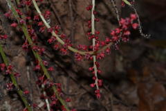 Baccaurea courtallensis